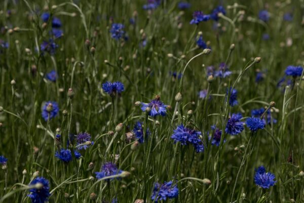 Photo cornflower color