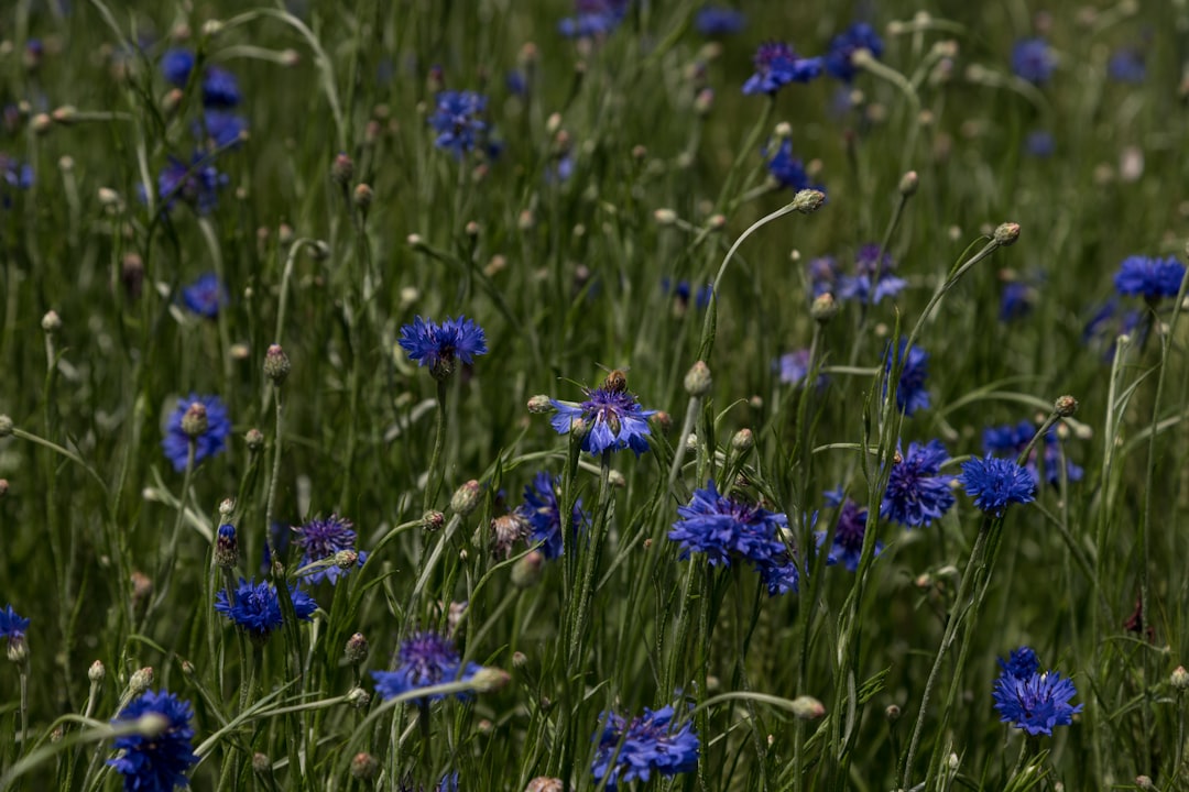 Photo cornflower color